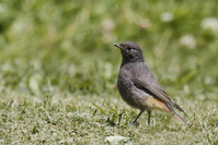 Phoenicurus ochruros